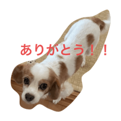 phaan_20230102164735