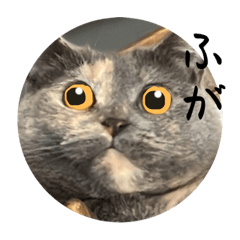 sakura_20230102162959