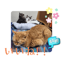 おうちにゃんこ３