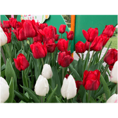 鬱金香花