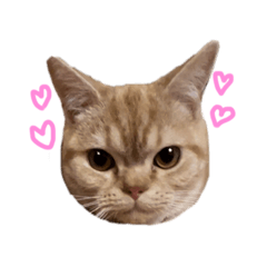 きまぐれきなこ♂のきもちスタンプ ②