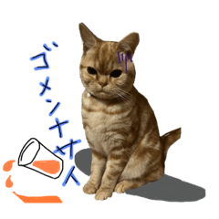 きまぐれきなこ♂のきもちスタンプ③