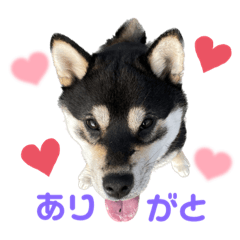 shiba_azuki