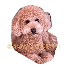 Toy-poodle  fu