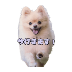 ポメラニアンの餅丸スタンプ
