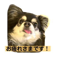 toranosuke_20230103210630