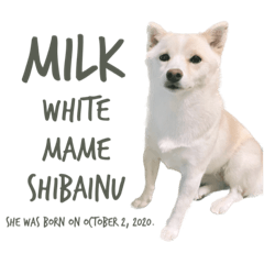 white mame shibainu MILK Ver.1