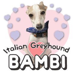 Italian Greyhound BAMBI