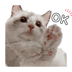 六六仙女的日常1