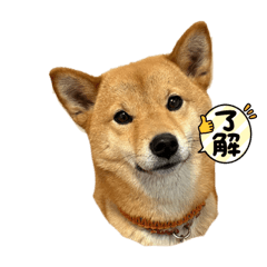 shiba.komari