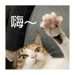 好琪寶寶