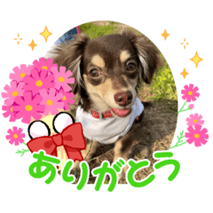 dog maron2022-4-16