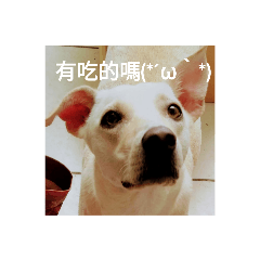 我家有笨狗U ´꓃ ` U