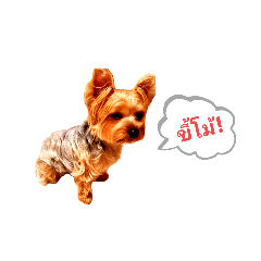 Juje the Lively Yorkie