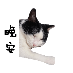 敲可愛的pinky | Yabe-LINE貼圖代購 | 台灣No.1,最便宜高效率的代購網