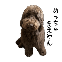 Labradoodle with Japanese expressions