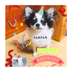 ホルスタイン犬チワワのナナちゃん一歳記念