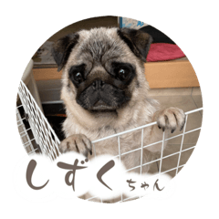 My Puggys #2 (Shizuku ver.)