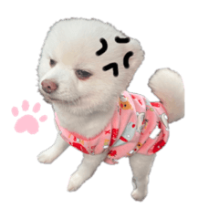 博美少爺日常