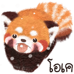Red panda Pohe / Winter / TH