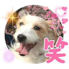 Jack Russell Terrier Greeting Sticker 6
