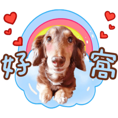 臘腸妞Niu