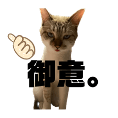 NATSUMI_20230105220743