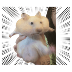 小丁狗