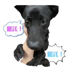 可愛肉粿