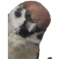 Sparrow without wording5-BIG