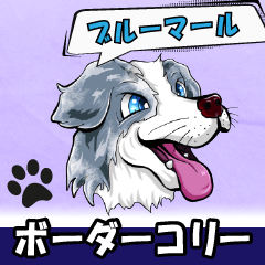 Border Collie (Blue Merle)