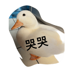 井吉涼石