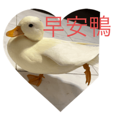 涼石寶貝2