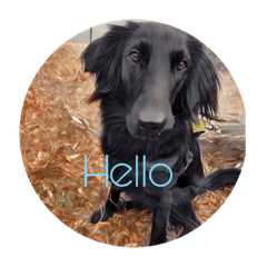 Emma_flatcoatedretriver