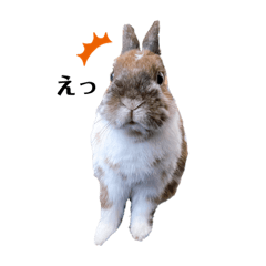 うさぎのかぴやん日常編