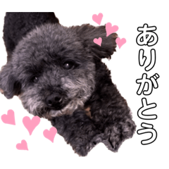 hachi_20230107162456