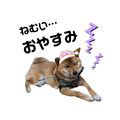 mamechiyo_20230107181537