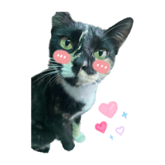 四隻小貓生活日常