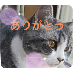 minami's cats