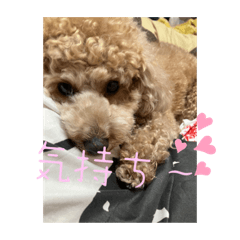 Toy poodle fu