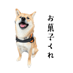 柴犬ハルハル