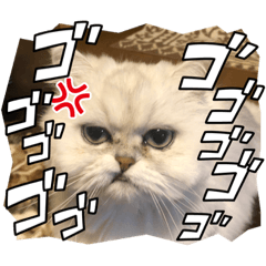 SHIHO_20230108002447