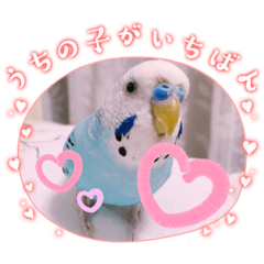 Ku-chan the budgerigars