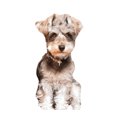 sukoyakadog
