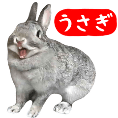 The rabbit which begins to greatly move
