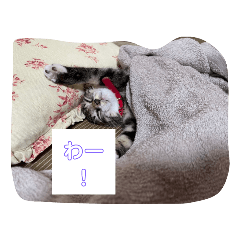 hiyori_20230109124646