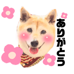 チャンくん（ココちゃん）スタンプver2