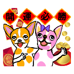 Chinese New Year for Chihuahua Couples.