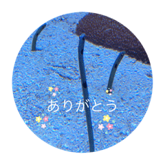 chiyo_20230109151107