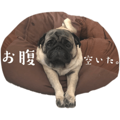 Pug(Apo of Sakakibara family) simpledog